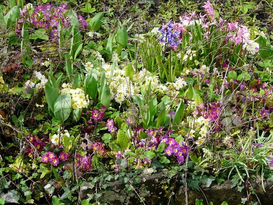 A lot of green and variegated spring flowers in a garden/yard.