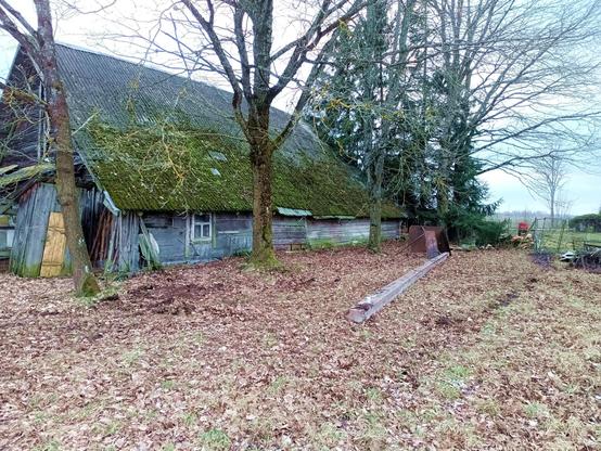 A large old barn with five oaks in a row. A long concrete beam is laid down in front of them. A lot of brown leaves cover the uneven ground. A fence and gate are on the right.