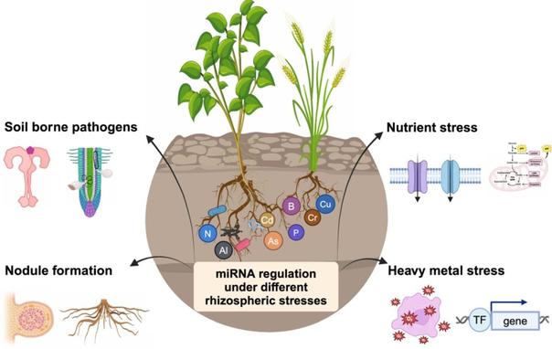 Diagram illustrating the role of miRNAs in the rhizosphere. Whole plants are shown growing in situ with annotations to indicate the role of miRNAs in pathogen resistance, nodule formation and abiotic stressors.