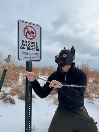 A playfully rebellious scene unfolds on a snowy winter beach. Against a backdrop of frosty dunes and overcast skies, a figure in a sleek black/camo neoprene puppy hood poses mischievously next to a "NO DOGS ALLOWED ON BEACH!" sign, embodying the spirit of pup play with a cheeky twist. The playful irreverence of the scene is amplified by the figure's cheeky expression -- their tongue visibly protruding from the hood's muzzle in a gesture of gleeful defiance.  As they grasp the metal cable barrier with both paws, their posture suggests a moment of pure, uninhibited joy despite the winter chill.

The hood's glossy ears and snug fit contrast with the casual yet functional outfit: a fitted black zip-up hoodie from Dog Park Dissidents paired with olive-green pants, secured with a chain detail that subtly nods to the theme. The outfit creates a bold silhouette that contrasts with the background. 

The snowy ground and dry, golden grasses evoke the stark beauty of winter. This moment feels both staged and spontaneous, blending humor with self-expression. 

The composition captures both humor and defiance, with the red and white regulatory sign prominently displayed in the upper left portion of the frame. Patches of snow blanket the ground, suggesting this beach visit occurred during the depths of a Chicago winter, when the normally busy shoreline stands quiet and deserted.

The overall composition is a celebration of individuality and creativity, using the environment and props to cr