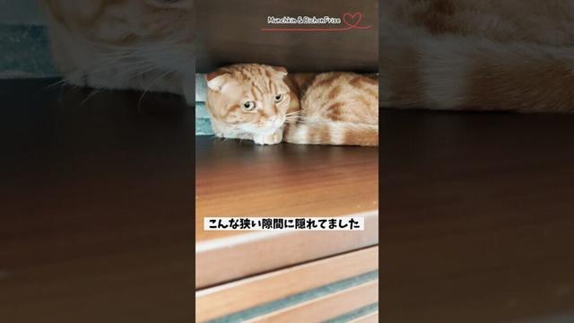 【マンチカン＆ビションフリーゼ】知らない人が家に来るとこうなる 【犬と猫、両方飼ってると毎日かわいい♥】