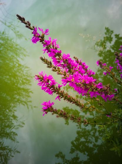 A flower against lake that is green with cyanobacteria