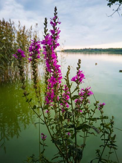 A lake scenery with flowers and lots of cyanobacteria in the water