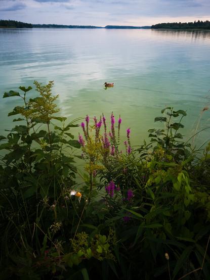 A lake scenery with flowers and lots of cyanobacteria in the water