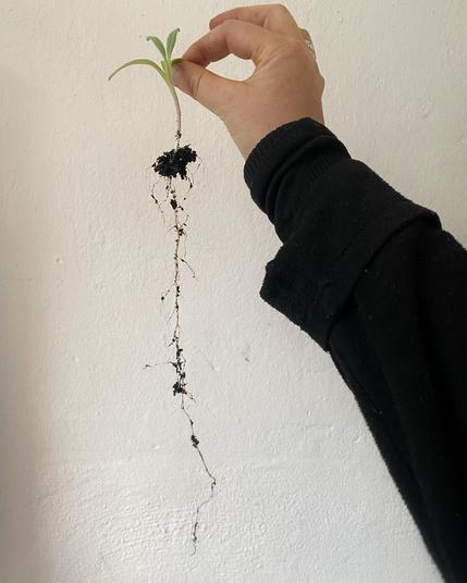 Ich halte einen Artischockensämling in den Fingern und die etwa drei Mal so lange Wurzel hängt herab.