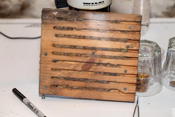 Tunnels in a piece of plastic-covered wood that are filled with clumps of dead grass and tree crickets. The cocoons of the wasps are hidden by the debris.