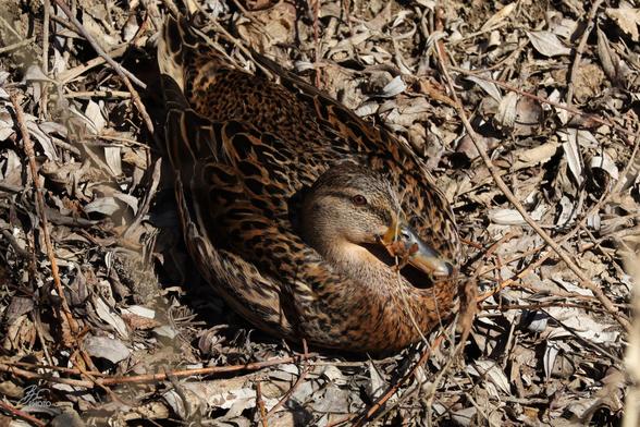 Mother Duck in Stealth Mode
