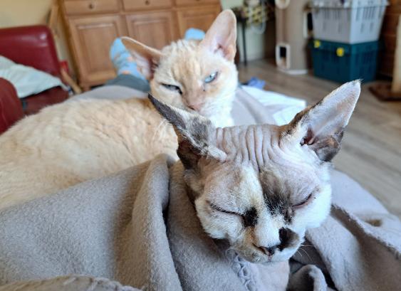 Both cats on my lap.