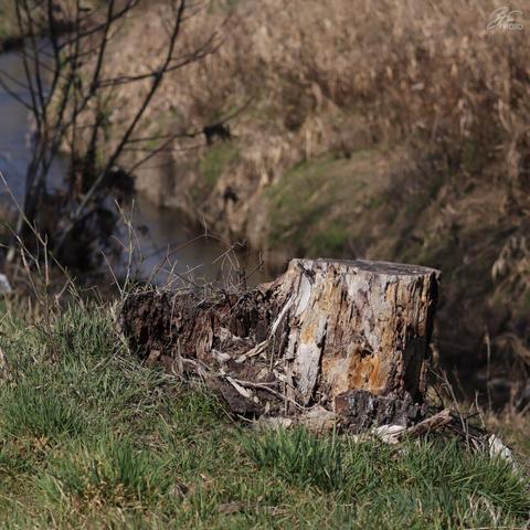 Nature’s Own Sculpture