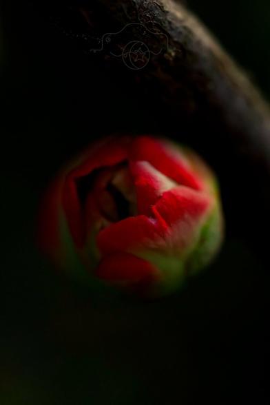 Macro shot of a tiny bud on a rosebush branch.