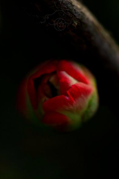 Macro shot of a tiny bud on a rosebush branch.