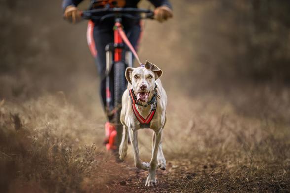 Blonder Hund aufgenommen von vorn, der eingespannt vor einem Dogscooter läuft. Die Person, die auf dem Roller steht, ist nur bis zur Hüfte zu sehen. Man sieht noch die Hände und den Lenker. Der Fokus liegt auf dem Hund, der kraftvoll arbeitet.