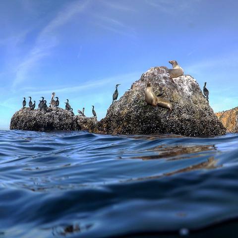 a group of cormorants and sea lions resting in the sun on some rocks in the ocean