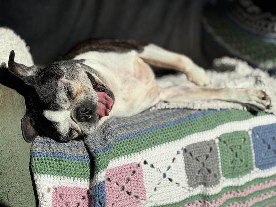 Boston Terrier yawning