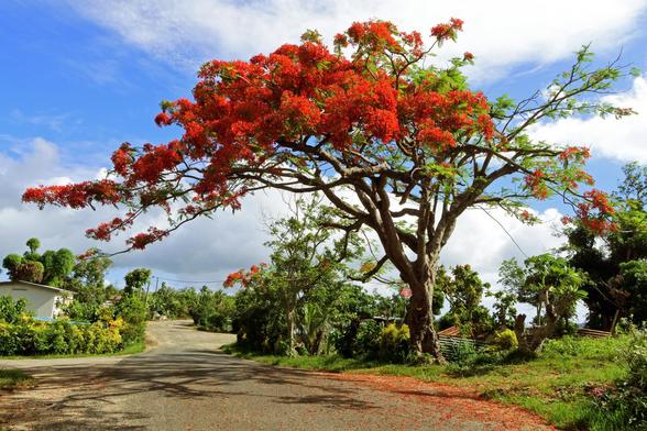 Photo shows a tree with vivid red flower and foliage, combined with some green. It stands on the side of the road, but it gives shadows for passers by on the road. It is surrounded by light bushes in green. The sky is mixed blue and light white clouds.