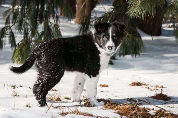 A black and white 2 month old border collie puppy is standing under some evergreen branches. She is covered in fine snow, on her face and rear end and looking towards the camera. The ground has some snow on it, but dried pine needles poke through as it's not deep.