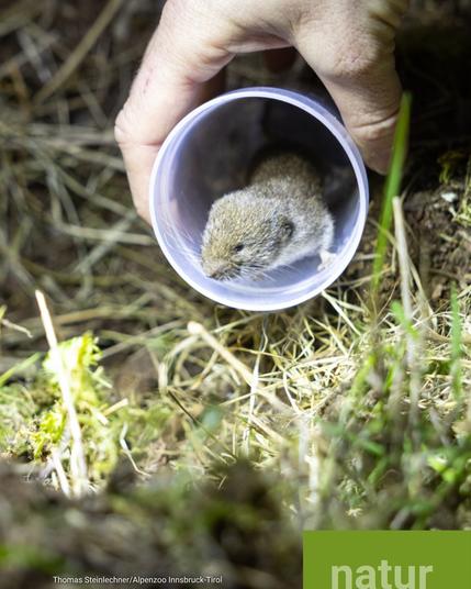Bildausschnitt einer Hand, die eine Plastikröhre hält, aus der eine kleine Maus herausblickt.