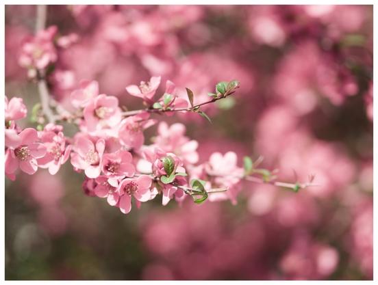 A close-up, slightly blurred photograph captures delicate clusters of pale pink blossoms on slender, dark branches. The flowers have a simple, open shape with visible yellow stamens at their centers. Soft green leaves are just beginning to emerge along the branches. The background is a wash of out-of-focus pink blooms, creating a dreamy and spring-like atmosphere.