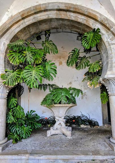 A medium shot captures a stone archway framing a lush, plant-filled alcove. The archway is constructed from weathered, light-coloured stone, showing signs of age and texture. It rests on two ornate stone pillars, partially visible on the left and right.
Within the archway, the alcove features a textured, off-white wall. A large, ornate stone planter, supported by sculpted figures, sits centrally on a slightly raised stone platform. This planter is overflowing with a dense, dark green fern, possibly a member of the Marattiaceae family.
Around the base of the planter, and spilling onto the stone floor, are various other plants, including large, glossy green Monstera leaves with characteristic fenestrations, and smaller, darker foliage. A few vibrant orange flowers add pops of colour amongst the greenery. The stone floor of the alcove is uneven and shows signs of wear. The overall scene evokes a sense of a tranquil, enclosed garden space within an older building.