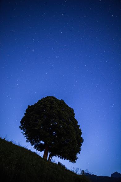 Photo de paysage nocturne, au format portrait.
Un arbre solitaire se dresse sous un ciel étoilé. Il pousse sur un pré très pentu (30° environ), dont on distingue un petit bout dans le coin inférieur gauche de l'image. 
Le tronc de l'arbre est court, son feuillage a une forme arrondie.
La moitié supérieure de l'image est uniquement occupée par le ciel couvert d'étoiles.
-
Night landscape photo, portrait format.
A solitary tree stands under a starry sky. It grows on a very steep meadow (approx. 30°), a small section of which can be seen in the bottom left-hand corner of the image. 
The tree has a short trunk and rounded foliage.
The upper half of the image is occupied solely by the star-covered sky.