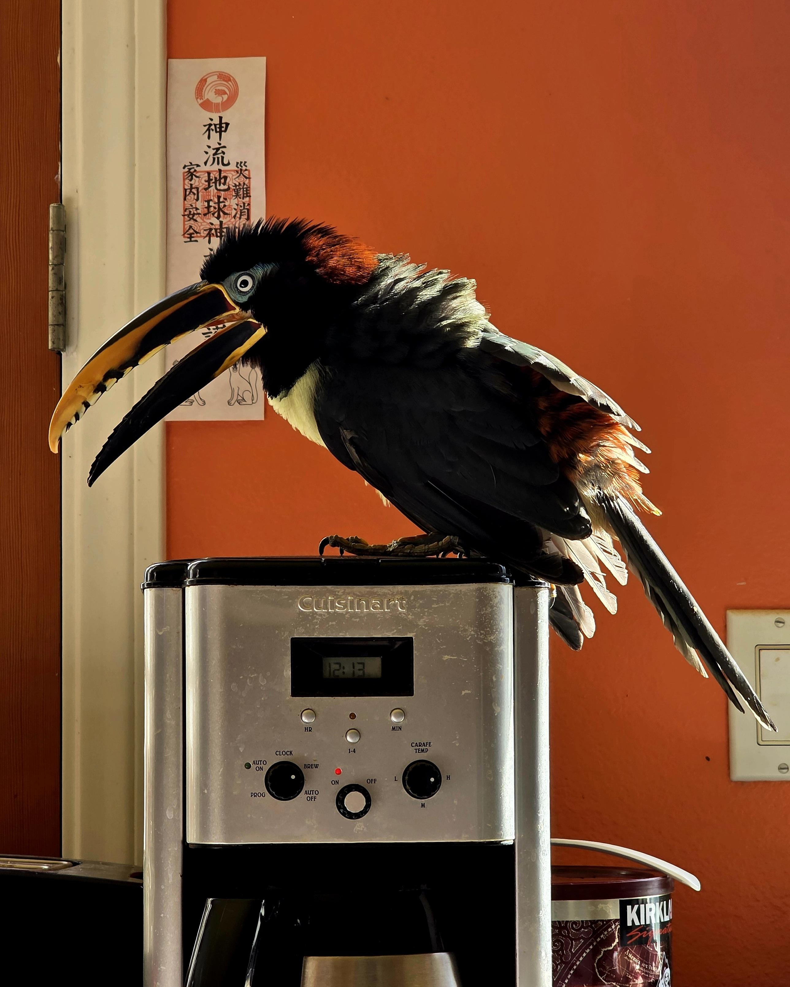 Er liebt es auch, sich auf der sehr warmen Kaffeemaschine zu sonnen. He loves to bask in anything warm. Coffee machine? Yes please.  He is a Chestnut eared aracari named Steve.  Orange kitchen wall, mostly black feathers, and old reliable Cuisinart coffee machine.