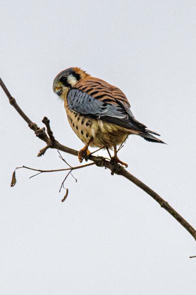 An adorable brown, white, and black bird of prey, perched on a branch, looking back toward you