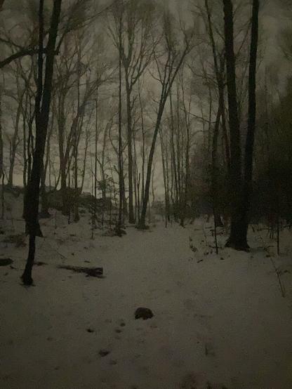 picture of trees and snow covered ground at dusk.