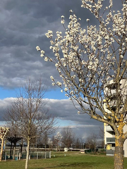 Bild eines weißblühenden Baums im Yella Hertzka Park in der Seestadt. Im Hintergrund sieht man einige kahle und wenige ebenfalls weiß blühende Bäume. Der Himmel ist blau aber von dunklen Wolken durchzogen.