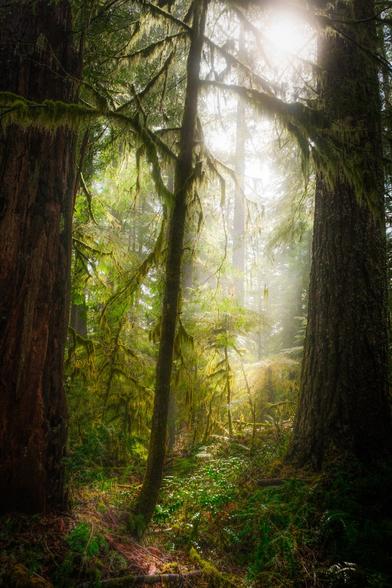 Photo of a forest in the Pacific NW that has sunlight glowing through the trees