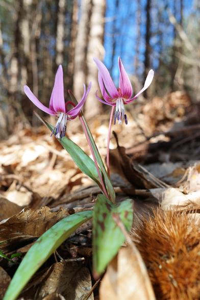 A single, double-headed dogtooth violet (Erythronium dens-canis)