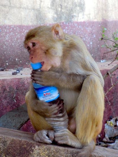A macaque monkey at Mount Popa near Bagan, Myanmar (Burma), tries to open a water bottle stolen from a hapless temple visitor.