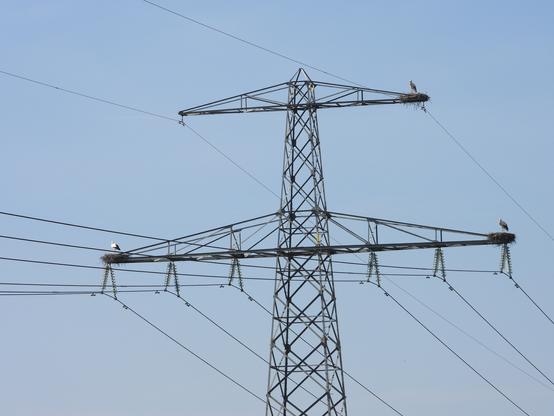 Een hoogspanningsmast met drie nesten van de ooievaar - Ciconia ciconia - op de uiteinden van de traversen. Op elk nest staat 1 ooievaar. De lucht is egaal lichtblauw.