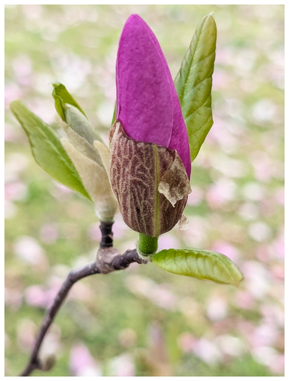 daytime. close up of a twig with a dark pink flower, still closed with leaves and a young bud. the background is fallen petals from the trees on green grass.