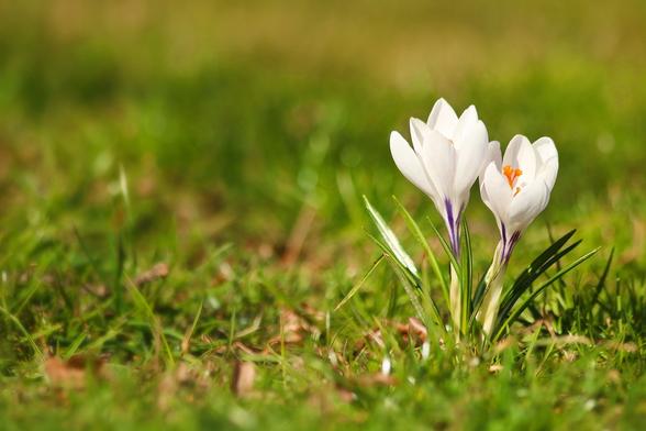 White crocuses emerge.