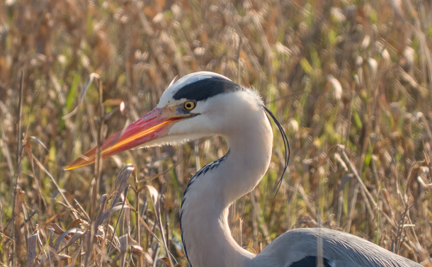 Un héron cendré (oiseau échassier avec un cou en S, un long bec pointu et orangé, un plumage blanc et gris clair avec des zones sombres) dans une roselière. L'oiseau est vu de près.