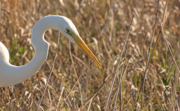 Une grande aigrette (oiseau échassier au long cou en S avec un long bec pointu et jaune et un plumage entièrement blanc) dans une roselière. Le focus est fait sur la tête de l'oiseau.