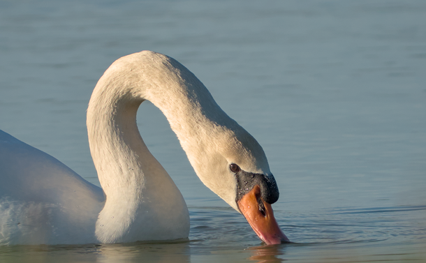 Un cygne tuberculé (gros oiseau aquatique blanc avec un cou souple, un bec orange avec une base noire et protubérante) dans l'eau. Il est vu de très près, il a le cou courbé pour boire l'eau avec son bec.