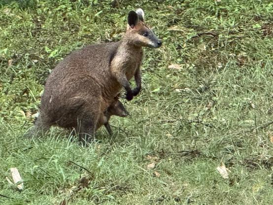 A mother swamp wallaby standing upright with the head and front paws of her Joey sticking out of the pouch. .