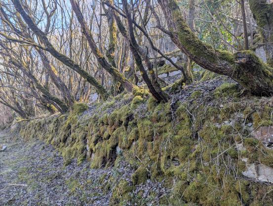 A Moss-covered stone wall by a trail, with thin-trunked trees growing out of the ground above it at angles. Blue sky behind it all