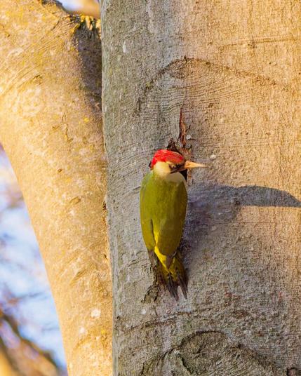 A green woodpecker on a beech tree clings to the entrance of its hole and looks around again