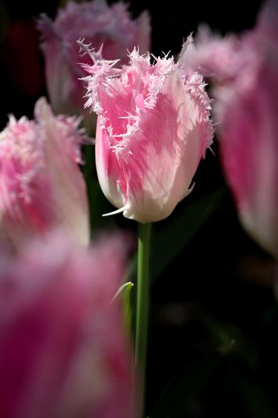 Close-up of a pink and white tulip with fringed petals, in the middle of a display of similar blooms.