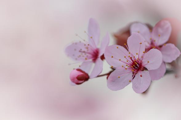 Macro photos of soft pink cherry (or possibly apple, or plum, or pear) blossoms in full bloom on a branch, with a soft light pink bokeh background.