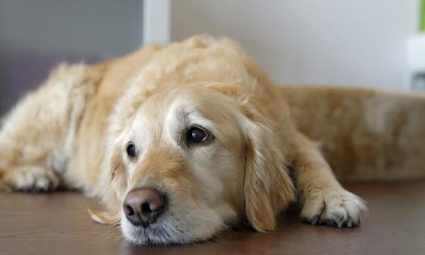 Un perro tumbado (Getty Images/Westend61)