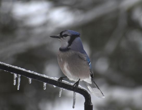 A blue jay, perched on a metal pole that is coated in a layer of ice. small , droplet shaped icicles hang from it.