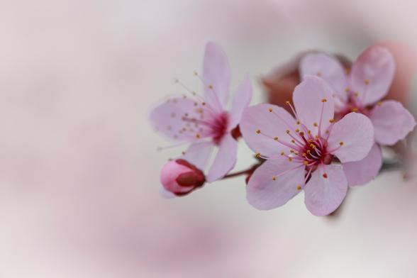 Macro photo of soft pink cherry (or possibly apple, or plum, or pear) blossoms in full bloom on a branch, with a soft light pink bokeh background.