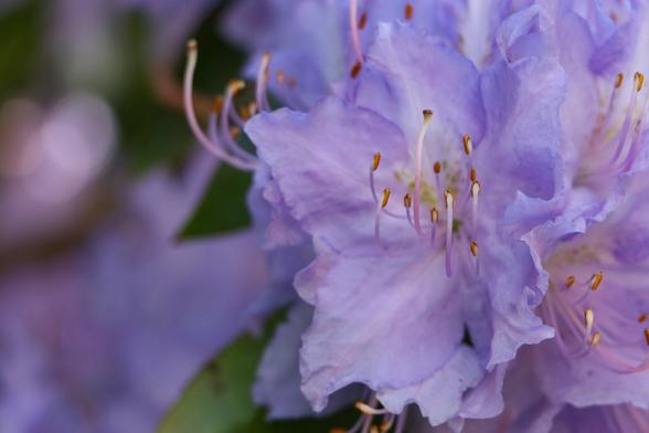 Macro photos of a light purple azalea cluster in full bloom.