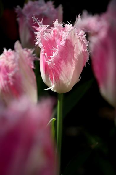 Close-up of a pink and white tulip with fringed petals, in the middle of a display of similar blooms.