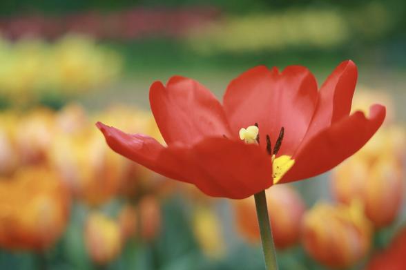 A red tulip with petals opened wide, against a bokeh backdrop of red-yellow tulips in a botanical garden.