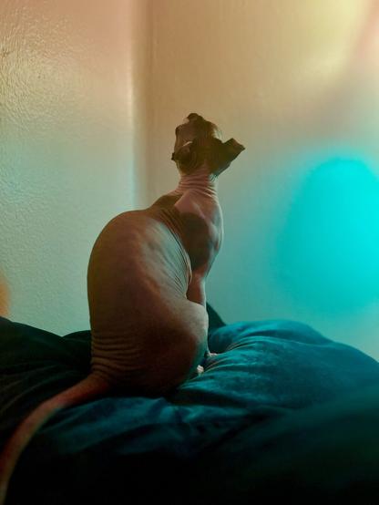 Elf cat looks up at corner ceiling