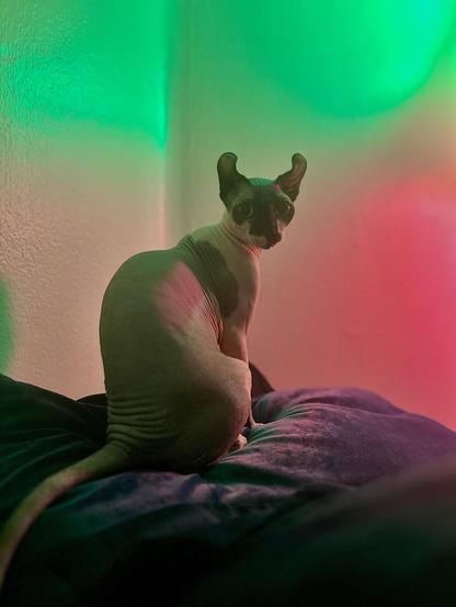 Elf cat notices picture taker